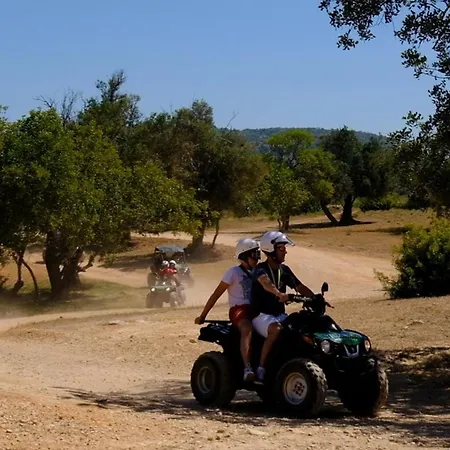 #099 T1 Calicos By Holidays